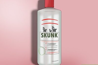 How to Care for a Skunk Sprayed Dog
