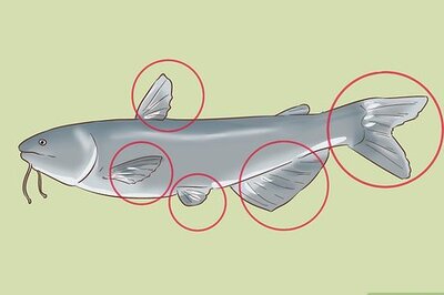 How to Hold a Catfish