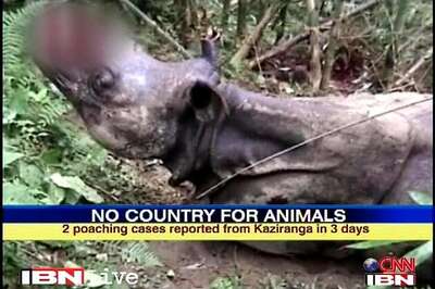 Assam: 39 rhinos killed in 10 months in Kaziranga