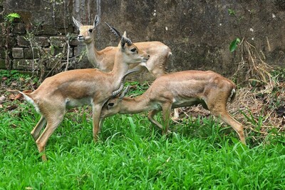Six Black Bucks Found Dead in Sayaji Baug Zoo in Vadodara