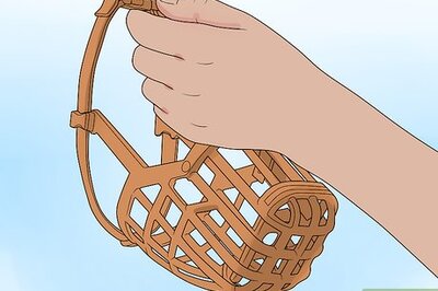 How to Muzzle Train a Dog