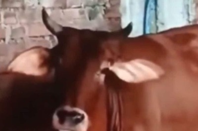 In MP's Sidhi, Locals Revere This Cow As Reincarnation Of Kamdhenu