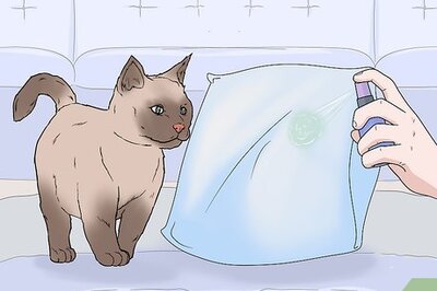 How & Where to Spray Catnip for Play, Training, Exercise & More