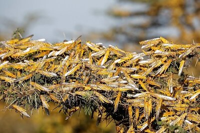 Swarms of Locusts Attack Orange Orchards in Maharashtra; UP Areas Bordering MP, Raj on Alert
