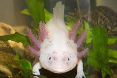 Mexican Axolotl's Genomic Secret: Can Its DNA Revolutionise Human Healing?