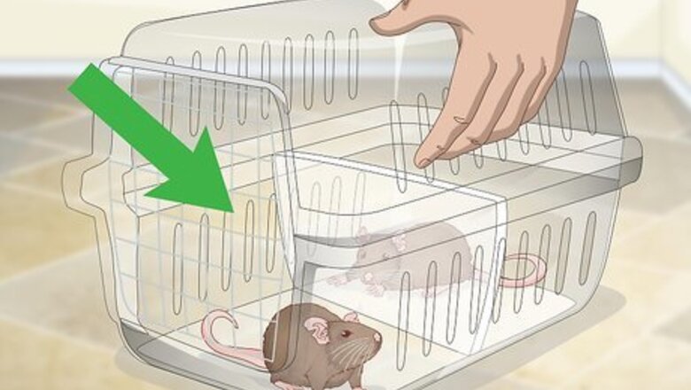 How to Keep a Pair of Pet Rats