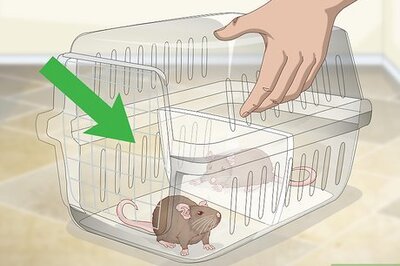 How to Keep a Pair of Pet Rats