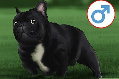 How to Breed French Bulldogs