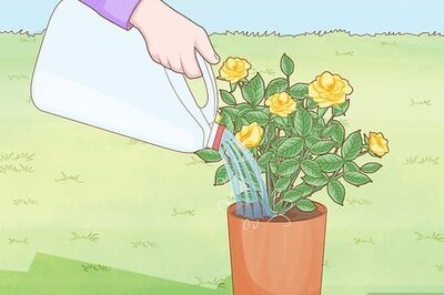 How to Reuse Milk Jugs in the Garden