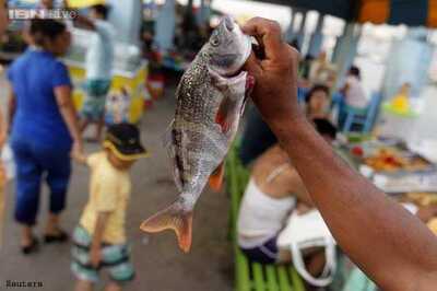 Delhi produces 680 tonnes fish