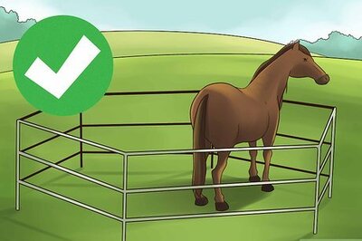 How to Socialize a Single Horse
