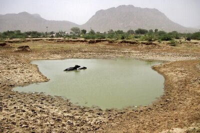 Man steals nine buffaloes of BJP MLA in UP, arrested