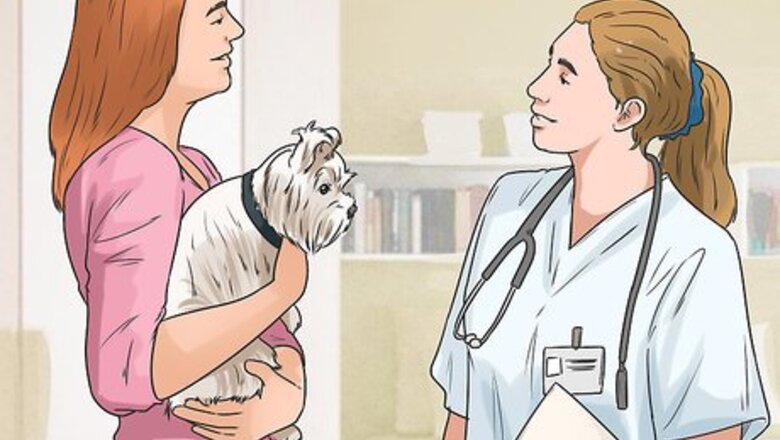 How to Choose a Shampoo for a Yorkshire Terrier