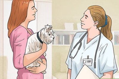 How to Choose a Shampoo for a Yorkshire Terrier