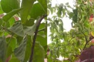 In Karnataka’s Mandya, This 3,000-year-old Plant Is Said To Grant Devotees’ Wish