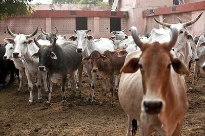 AAP Govt Defends in High Court Law Criminalising Consumption of Beef