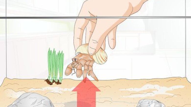How to Hand Feed a Hermit Crab