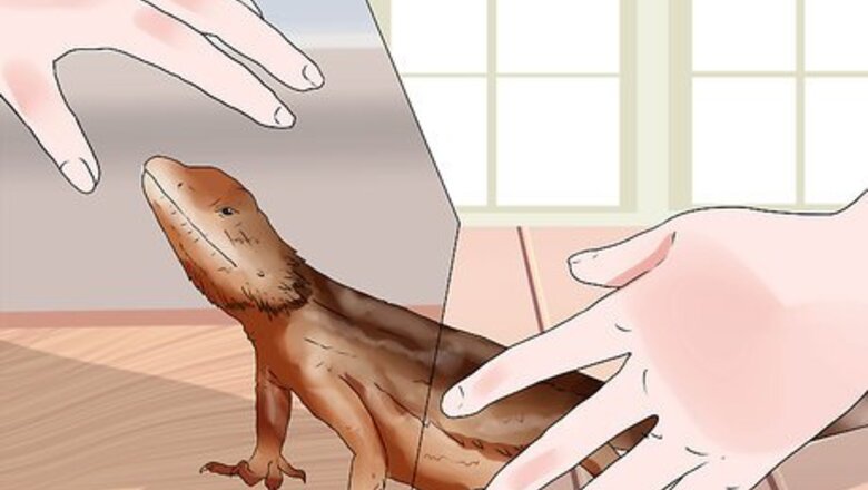 How to Tame a Bearded Dragon