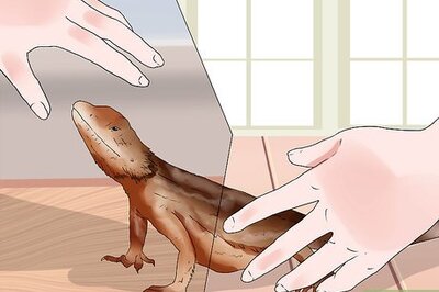 How to Tame a Bearded Dragon