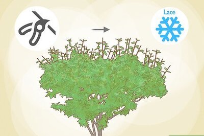 How to Prune Plum Trees