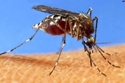 China at risk of frequent, severe dengue outbreaks