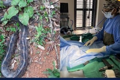 In A Rare Medical Case, Python Undergoes 3-hour Surgery For Constipation