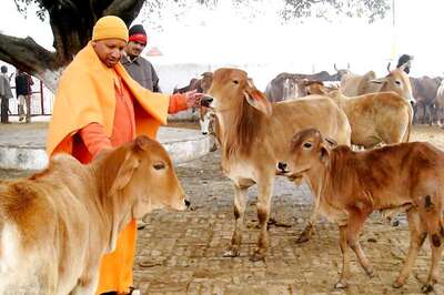 Yogi Adityanath's 'Favourite' Cows to Follow Him to His New Residence