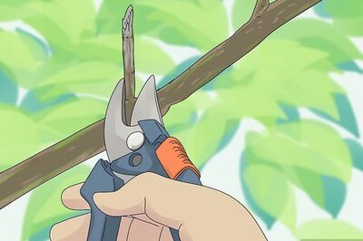 How to Prune Your Trumpet Vine