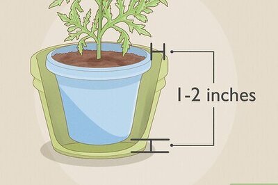 How to Repot a Plant