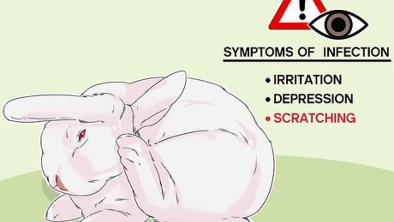 How to Diagnose Ear Mites in Rabbits
