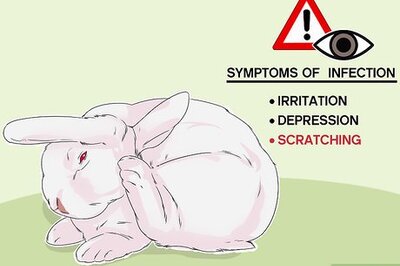 How to Diagnose Ear Mites in Rabbits