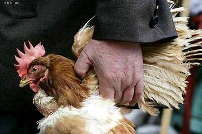 China's bird flu death toll rises to 16