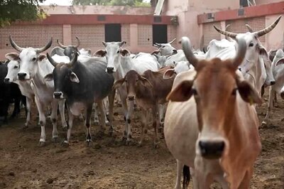 K'taka to Table Tough Anti-cow Slaughter Law, Stringent Provisions to be Incorporated from UP, Guj Legislation