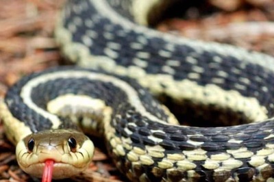 UP Man Ditches Death 6 Times After Being Bitten By Snakes. Wait, What?