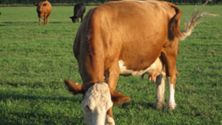 How to Tell the Difference Between Beef and Dairy Cattle