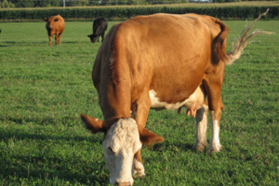 How to Tell the Difference Between Beef and Dairy Cattle
