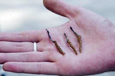 8 Died While Collecting 'Himalayan Viagra' in Nepal