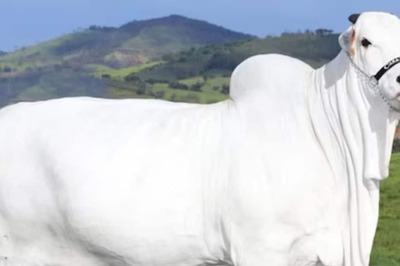Nellore Cow Fetches Record-breaking Price Of Rs 40 Crore At Brazilian Livestock Auction