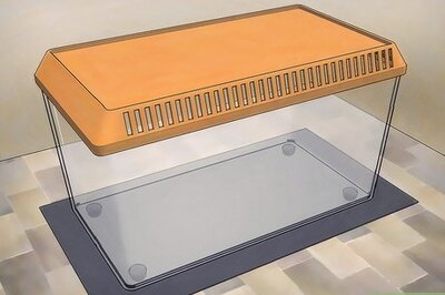 How to Take Care of Stick Bugs