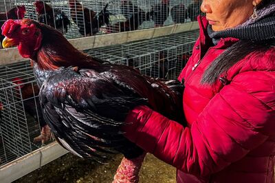 Cuba Charges 30 for Stealing 133 Tonnes of Chicken After Massive Heist