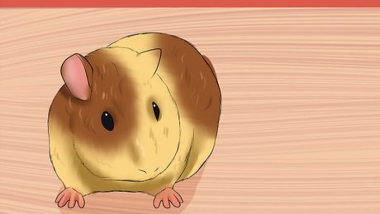 How to Buy a Healthy Guinea Pig