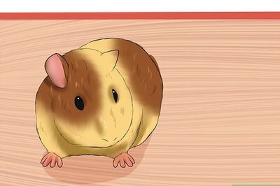 How to Buy a Healthy Guinea Pig