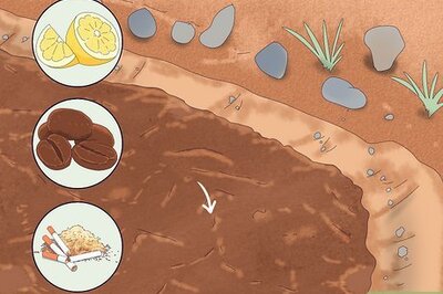 Repelling Cats: Keep Ferals and Strays Out of Your Yard and Garden