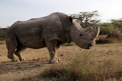 Pregnancy of Southern White Rhino at US Zoo Could Save Subspecies