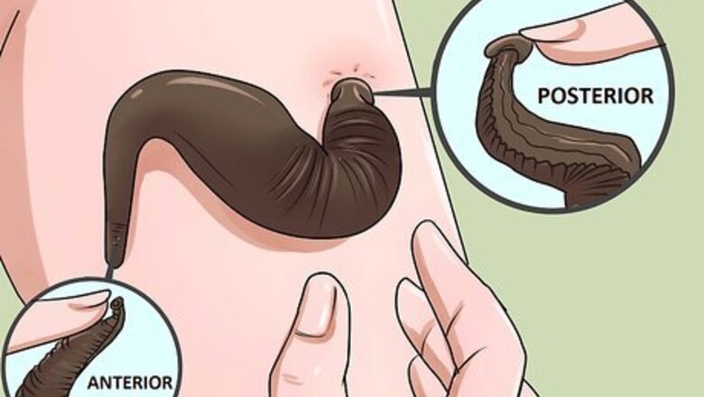How to Kill Leeches