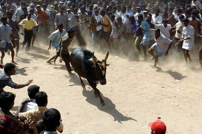 Jallikattu Ban: 30 Arrested, 240 Taken into Preventive Custody