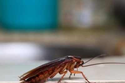 Dead Cockroach Found in Sambar at 5-star Hotel in Ahmedabad; Kitchen Sealed for 48 Hours