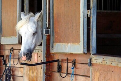Police Probe 153 Cases Of Horse Mutilations Around France