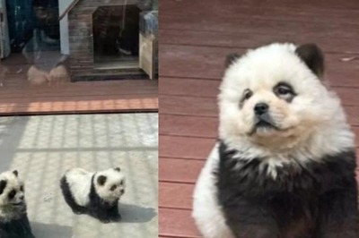 Chinese Zoo Draws Ire For Dyeing Dogs Black & White To Pass Them Off As Pandas