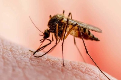 Malaria or Dengue? Read to Know the Difference Between the Mosquito-Borne Diseases